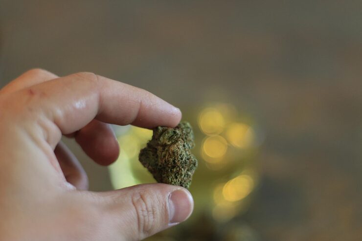 bubble weed
