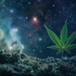 bubble weed